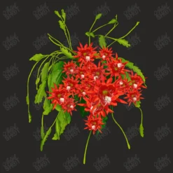 Red Orchid Cactus Ladies Fitted T-Shirt -TeeMuse Store d.2509810327.24947801.s3.1 272624 YXJ0aXN0c2hvdA 800x800 1